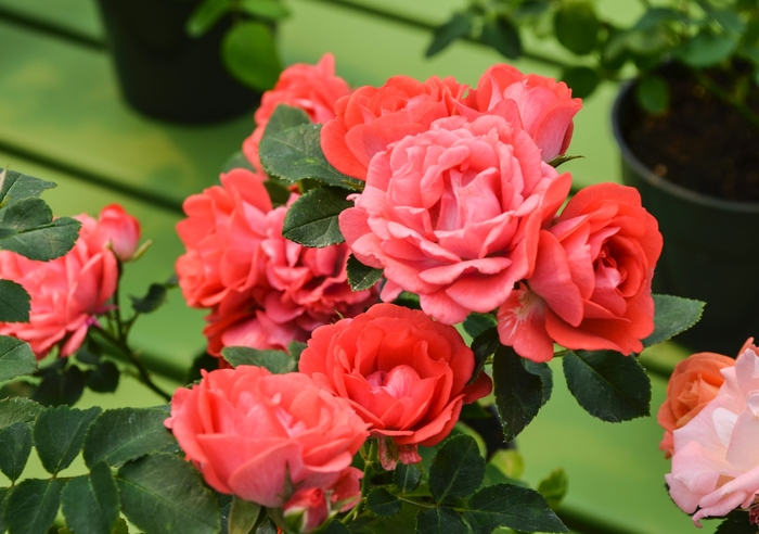 Coral Drift® - Rosa 'Meidrifora' PP19148, CPBR 4871 from Kings Garden Center