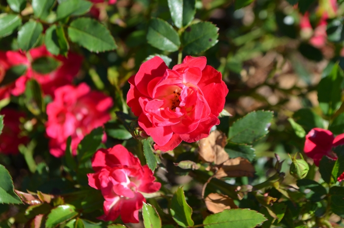Red Drift® Rose - Rosa 'Meigalpio' PP17877 from Kings Garden Center