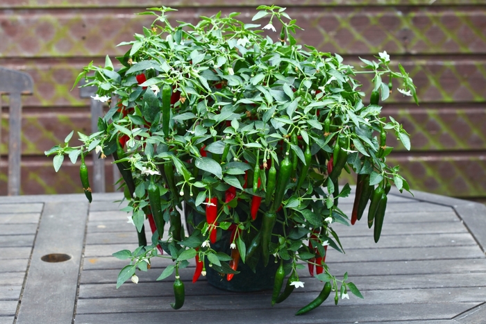 Chili Pepper - Capsicum annuum 'Cayennetta' from Kings Garden Center