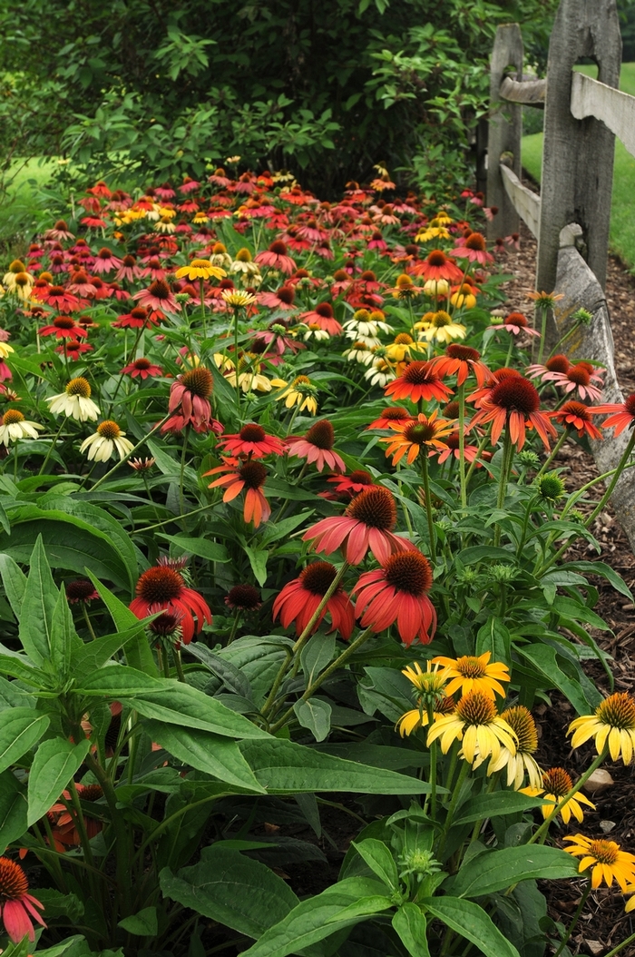 Coneflower - Echinacea hybrida 'Cheyenne Spirit' from Kings Garden Center