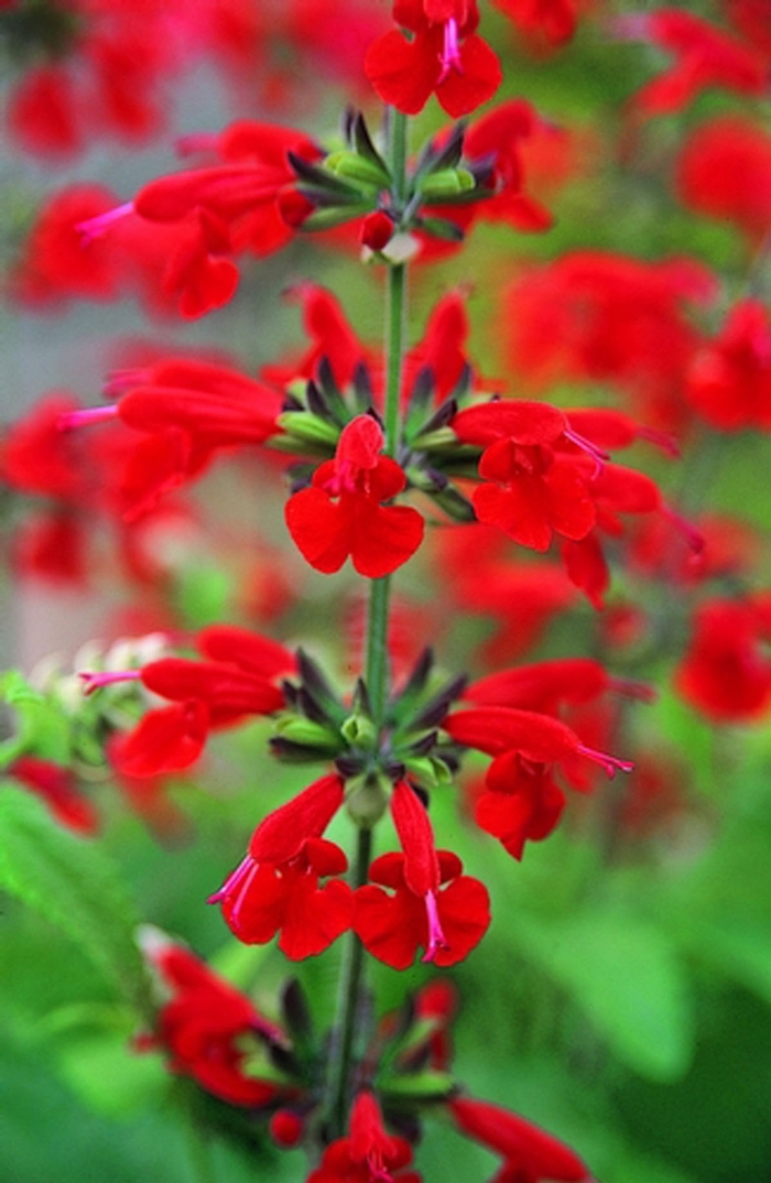 Salvia - Salvia coccinea 'Summer Jewel Red' from Kings Garden Center