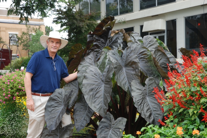 Elephant's Ear - Colocasia 'Royal Hawaiian® 'Diamond Head'' from Kings Garden Center