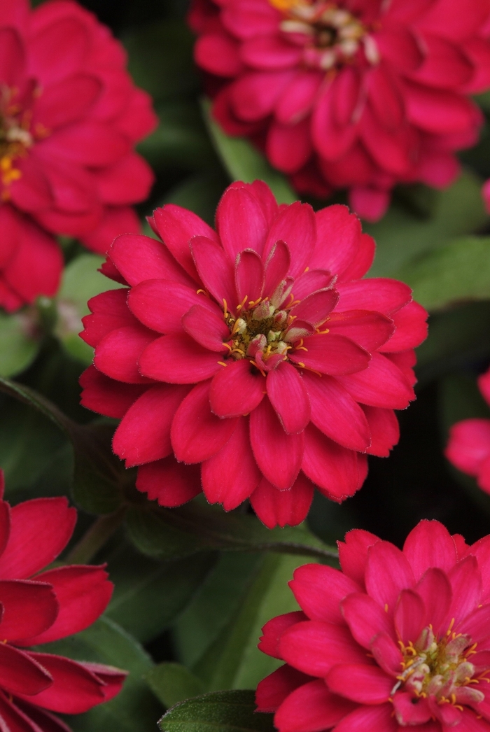 Zinnia - Zinnia marylandica 'Double Zahara Cherry' from Kings Garden Center