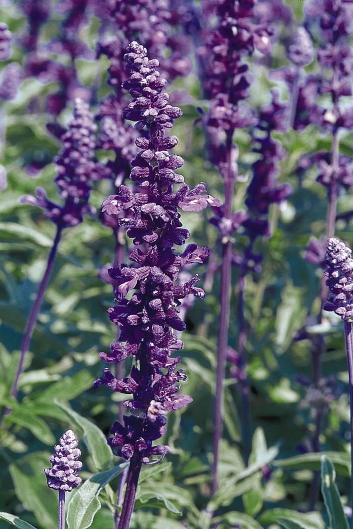 Evolution - Salvia farinacea from Kings Garden Center