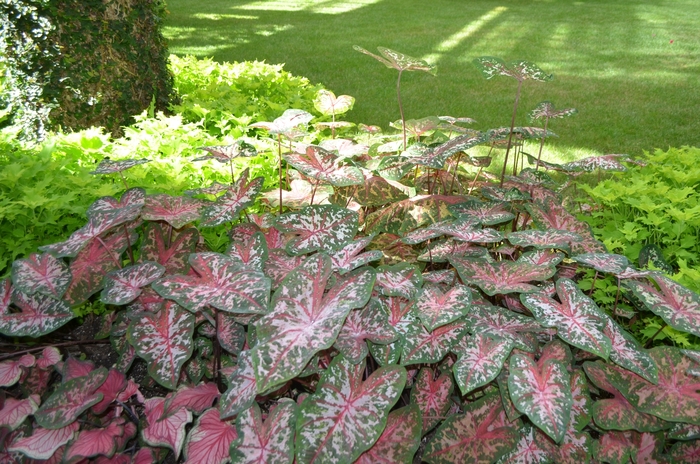 Caladium - Caladium hortulanum 'Carolyn Wharton' from Kings Garden Center