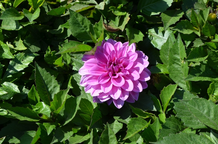 Dahlia - Dahlia x 'Hypnotica® Lavender' from Kings Garden Center