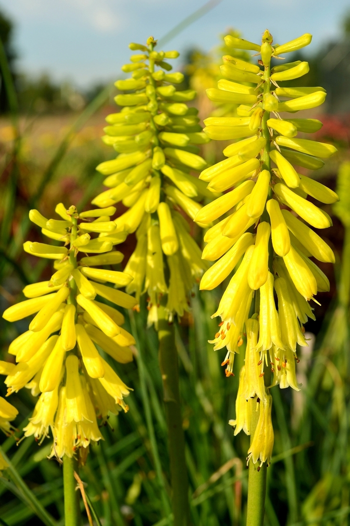 Dwarf poker - Kniphofia 'Popsicle™ Lemon' from Kings Garden Center