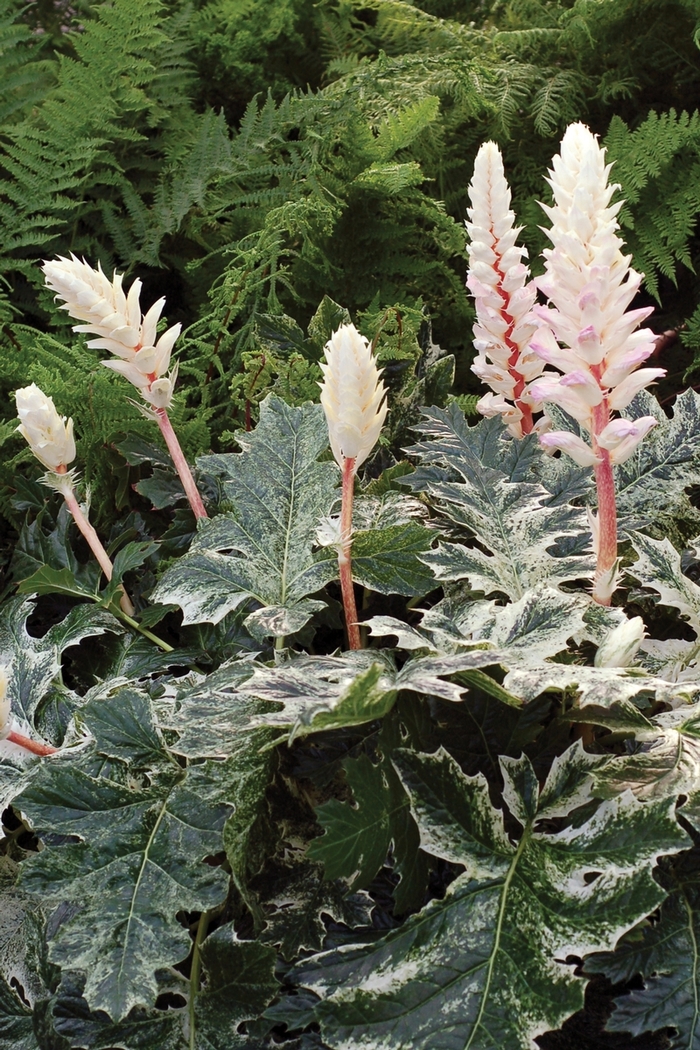 'Whitewater' - Acanthus hybrida from Kings Garden Center