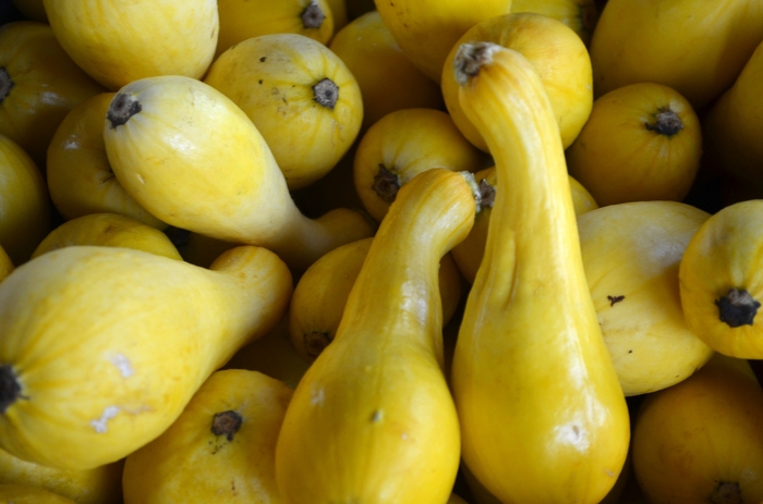 Summer Squash - Crookneck Squash from Kings Garden Center