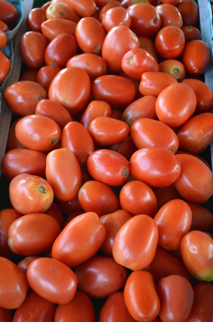 Plum Tomato - Solanum lycopersicon 'Roma' from Kings Garden Center