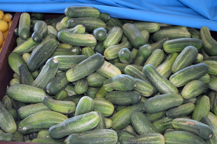 Pickling Cucumber - Cucumis sativus from Kings Garden Center