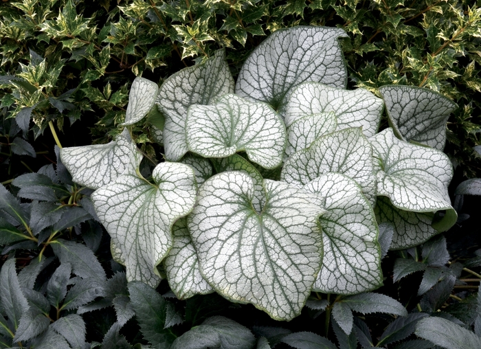 Brunnera - Brunnera macrophylla 'Alexander's Great' from Kings Garden Center