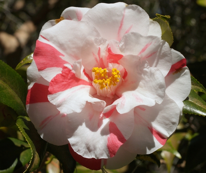 Camellia - Camellia japonica 'Lady Vansittart' from Kings Garden Center