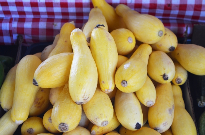 Summer Squash - Cucurbita pepo 'Straightneck' from Kings Garden Center