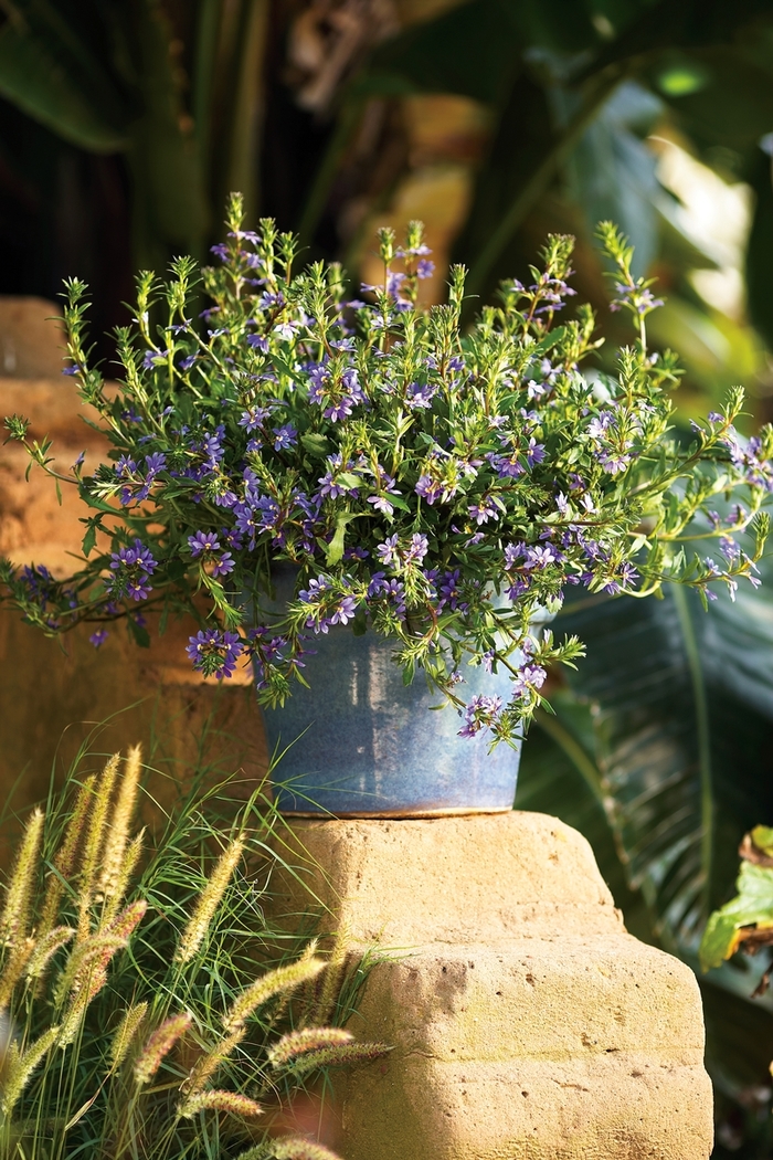 Whirlwind® Blue - Scaevola hybrid 'Fan Flower' from Kings Garden Center