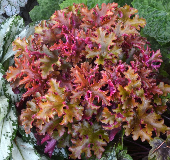 Coral Bells - Heuchera 'Zipper' from Kings Garden Center