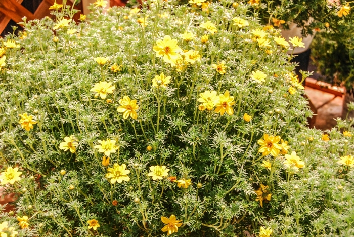 Apache Beggarsticks - Bidens ferulifolia 'Goldilocks Rocks®' from Kings Garden Center