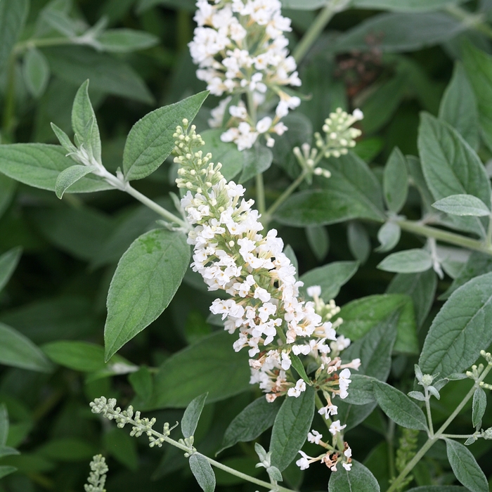 Lo & Behold™ Butterfly Bush - Buddleia davidii 'Ice Chip' from Kings Garden Center