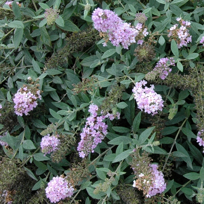 Lo & Behold® Butterfly Bush - Buddleia x 'Lilac Chip' from Kings Garden Center
