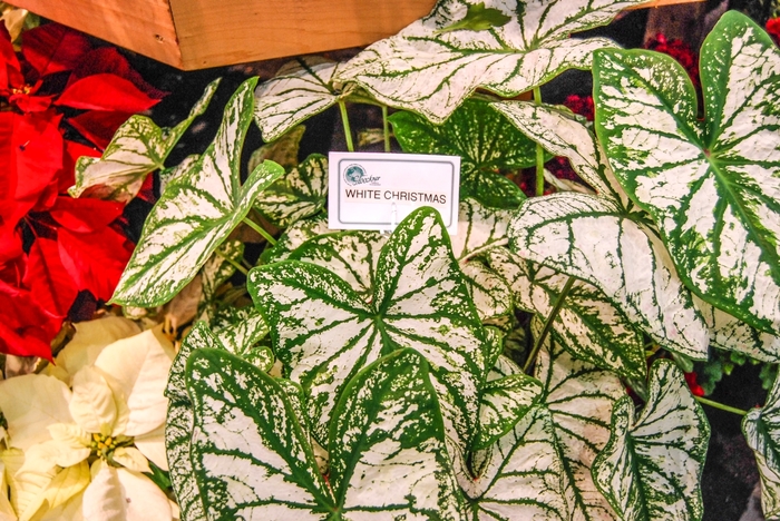 Angel Wings - Caladium hortulanem 'White Christmas' from Kings Garden Center