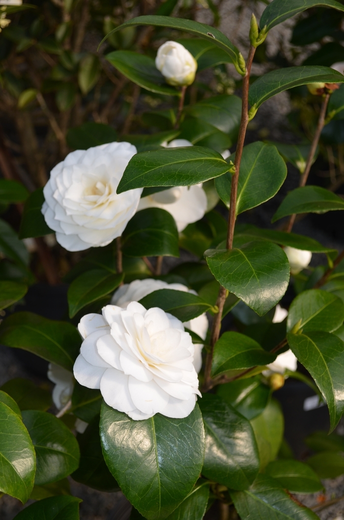 Japanese Camellia - Camellia japonica from Kings Garden Center