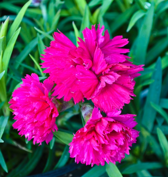 Dianthus - Dianthus 'Early Bird™ Sherbet' from Kings Garden Center