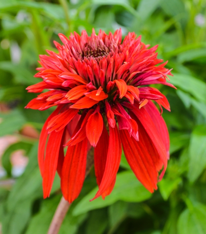 Cranberry Coneflower - Echinacea hybrida 'Double Scoop Cranberry' from Kings Garden Center