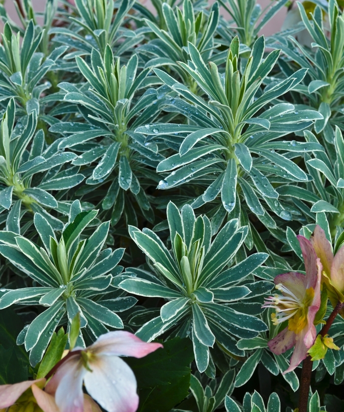 Glacier Blue Euphorbia - Euphorbia characias 'Glacier Blue' from Kings Garden Center