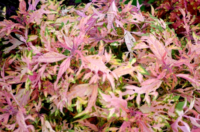 Hermit Crab Coleus - Solenostemon 'Under The Sea® Hermit Crab' from Kings Garden Center