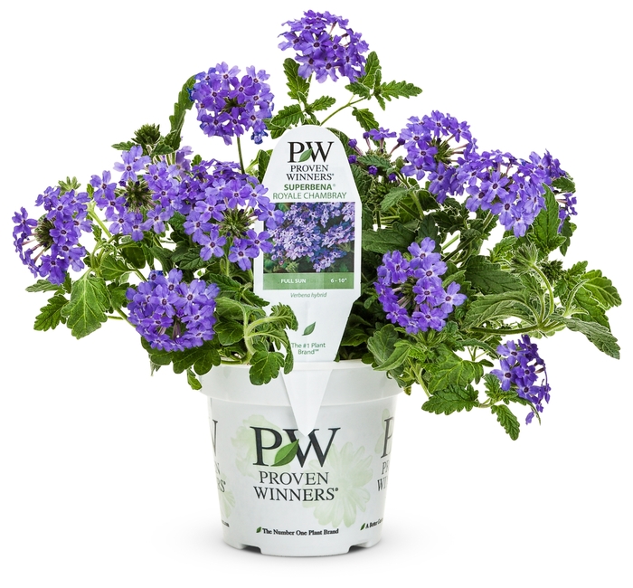 Superbena Royale® Chambray - Verbena hybrid from Kings Garden Center