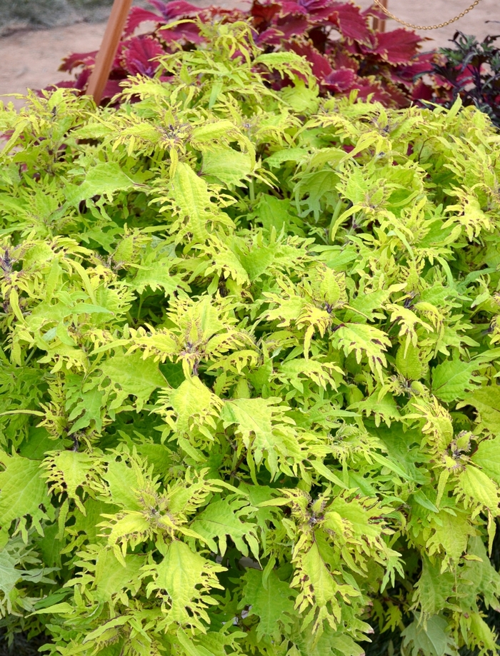 Under The Sea ™ Gold Anemone Coleus - Solenostemon 'Under The Sea ™ Gold Anemone' from Kings Garden Center