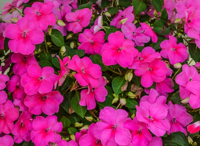 Impatiens - Impatiens walleriana 'Super Elfin® XP Deep Pink' from Kings Garden Center