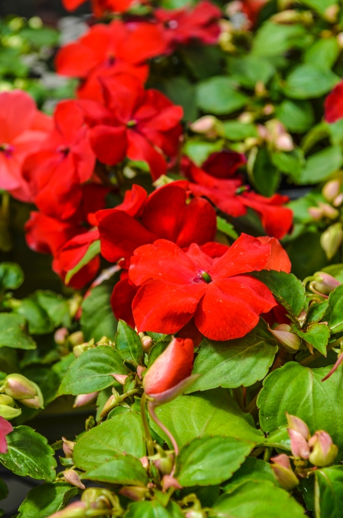 Impatiens - Impatiens walleriana 'Super Elfin® XP Red' from Kings Garden Center