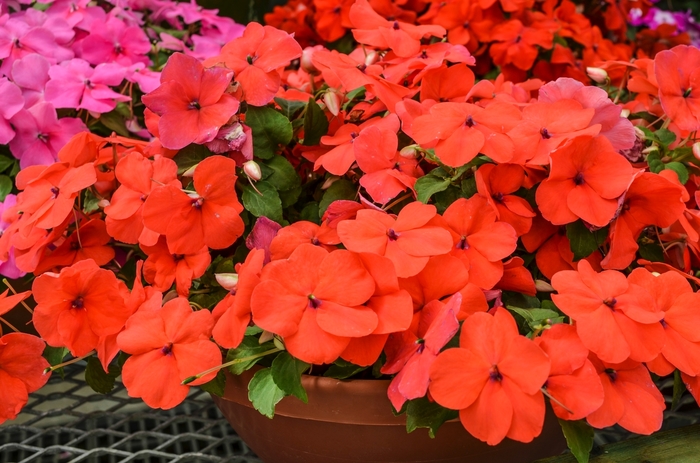 Impatiens - Impatiens walleriana 'Super Elfin® XP Rose' from Kings Garden Center