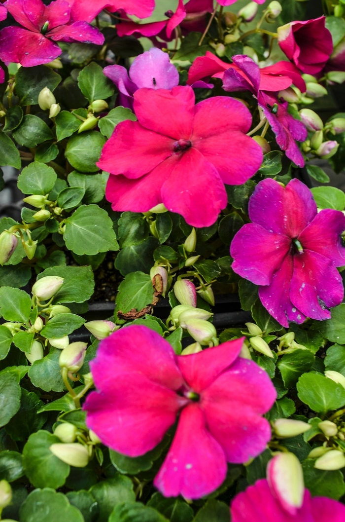 Impatiens - Impatiens walleriana 'Super Elfin® XP Violet' from Kings Garden Center