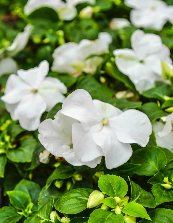 Impatiens - Impatiens walleriana 'Super Elfin® XP White' from Kings Garden Center