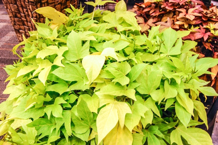 Ornamental Sweet Potato - Ipomoea batatas 'Margarita' from Kings Garden Center