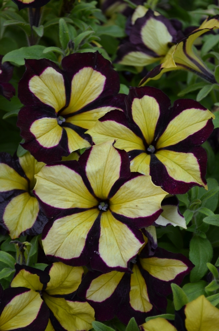 Petunia - Petunia x hybrida 'Crazytunia® 'Knight Rider'' from Kings Garden Center