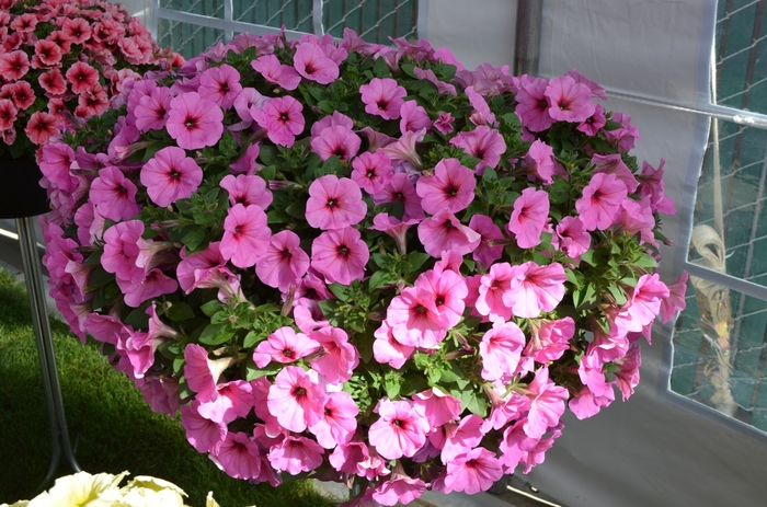 Petunia - Petunia 'Potunia Plus Pinkalicious' from Kings Garden Center