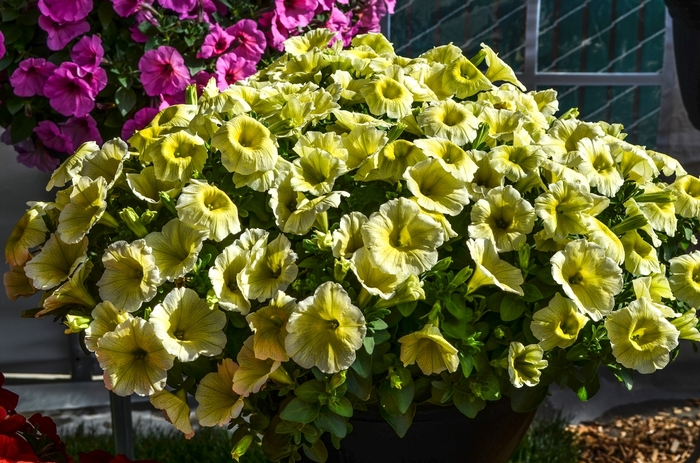 Petunia - Petunia 'Potunia Plus Yellow' from Kings Garden Center