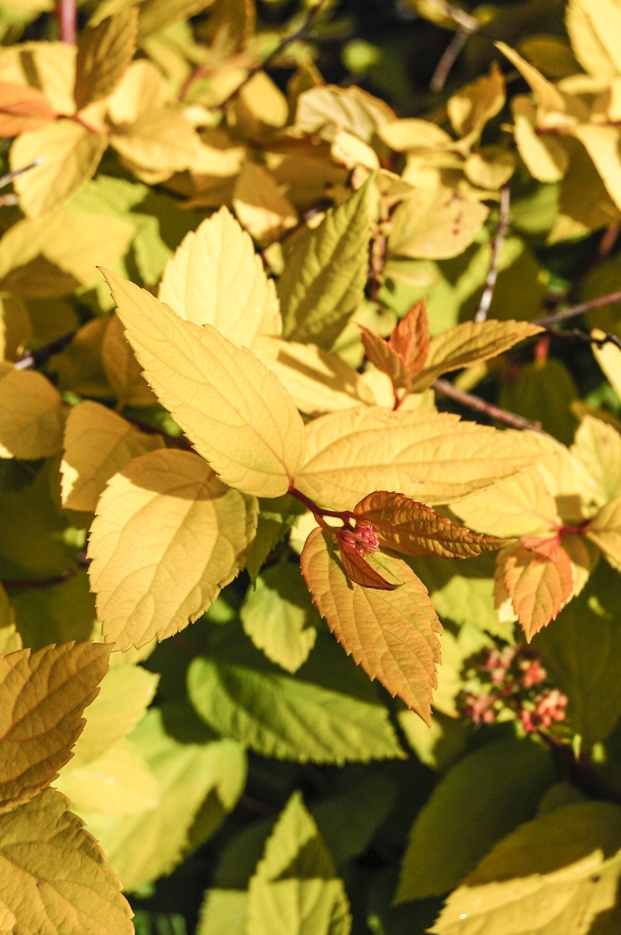 Spirea - Spiraea japonica 'Limemound' from Kings Garden Center