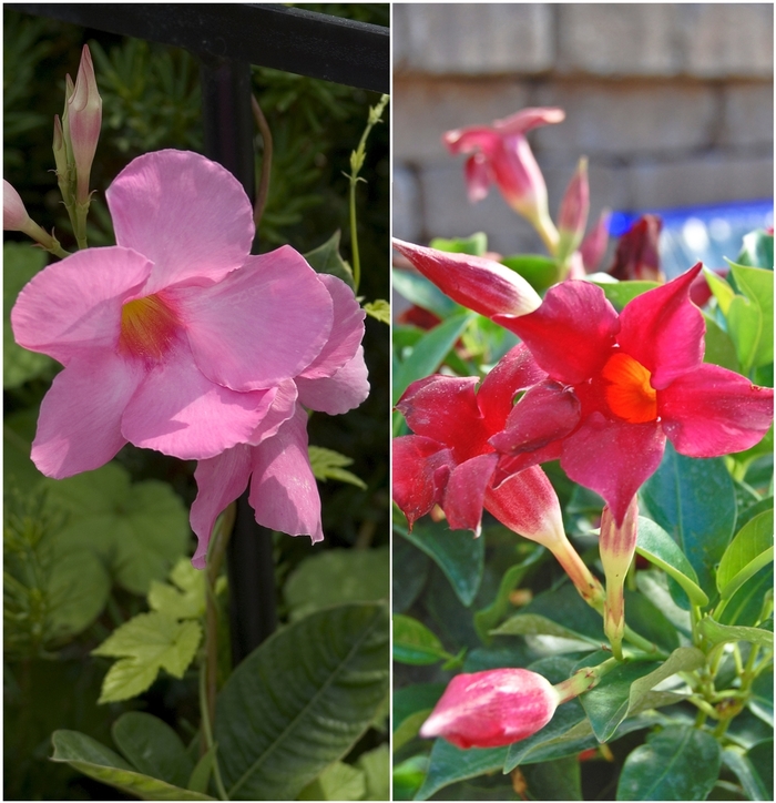 Mandevilla - Mandevilla sanderi 'Multiple Varieties' from Kings Garden Center