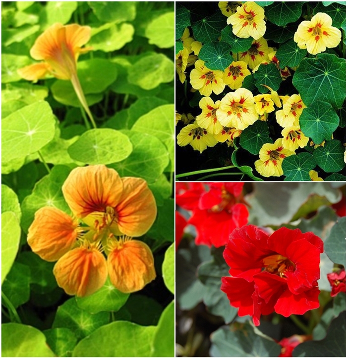 Nasturtium - Nasturtium 'Multiple Varieties' from Kings Garden Center