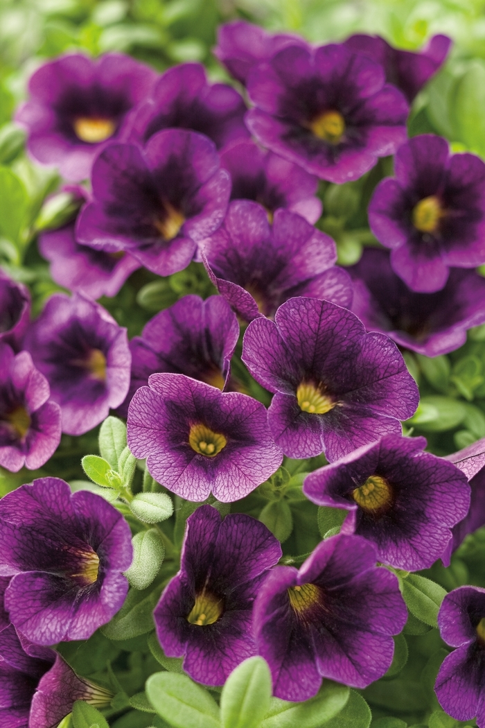 Superbells® Grape Punch - Calibrachoa hybrid from Kings Garden Center