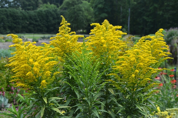 Goldenrod - Solidago from Kings Garden Center