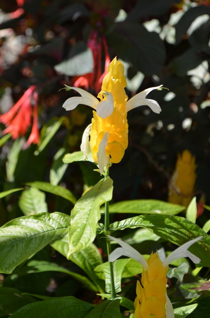 Golden Shrimp Plant - Pachystachys lutea from Kings Garden Center