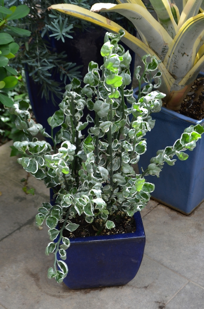 Devil's Backbone - Pedilanthus tithymaloides from Kings Garden Center