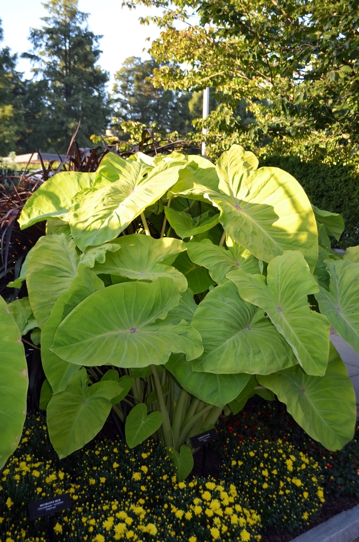 Elephant's Ear - Colocasia esculenta 'Elena' from Kings Garden Center