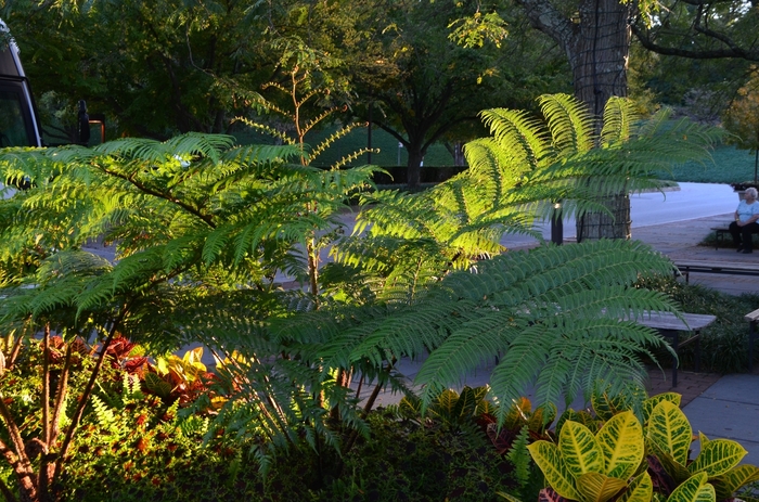 Australian Tree Fern - Cyathea cooperi from Kings Garden Center