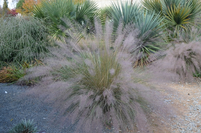 Pink Muhly Grass - Muhlenbergia capillaris from Kings Garden Center